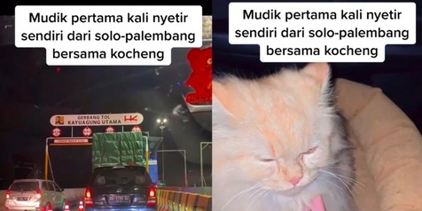 Cerita Pemudik Nyetir Mobil Solo-Palembang Ditemani Kucing Kesayangan