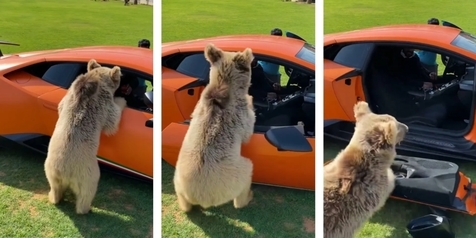 Bikin Melongo, Pria Ini Hanya Tertawa Ngakak saat Pintu Lamborghini Miliknya Dirusak Beruang