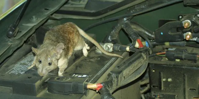 Kendaraan Kamu Jadi Sarang Tikus Ini Cara Mengusirnya Otosia Com
