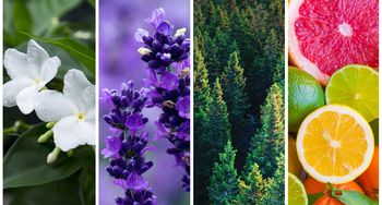 kiri - kanan : jasmine, lavender, pinus, sitrus