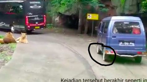 Ngeri, Ban Mobil Kempis di Kandang Singa Usai Didekati Harimau 