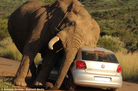 Gajah Garuk Badan dengan Mobil  VW Otosia com