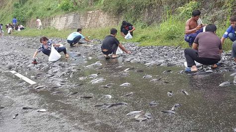 Ampun Truk  Lele Terguling Muatannya Dijarah Masyarakat 