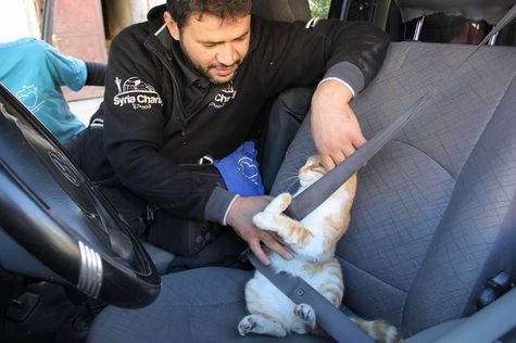 Lucunya! Pria Suriah ini Ajari Kucing Setir Mobil  Otosia.com