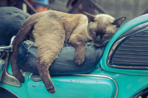 Tips Menjaga Jok Motor Aman dari Cakaran Kucing  Otosia.com