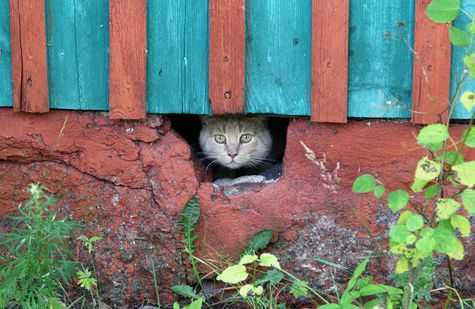 Takut Suara Mesin Kendaraan, Begini Cara Jitu Tenangkan Kucing 