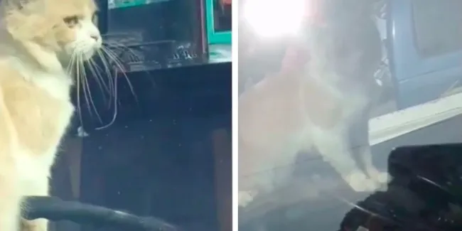 Ulah Bar Bar Kocheng Oren Pencet Klakson Mobil Lama Dan Berisik Otosia Com