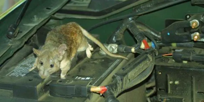 8 Cara Mudah Agar Ruang Mesin Tak Jadi Sarang Tikus Otosia Com