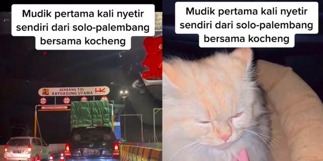 Cerita Pemudik Nyetir Mobil Solo-Palembang Ditemani Kucing 