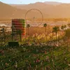 Coachella