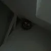 Kepala Terbang?
