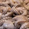 makanan aneh, makanan unik, makanan dari seluruh dunia