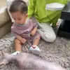 baby athar belajar merangkak kucing sphynx