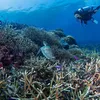 Gisella Anastasia Diving