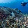 Takjub akan keindahan alam bawah laut Pulau Maratua, Gisel pun bertemu dengan berbagai flora dan fauna yang ada di bawah sana, termasuk penyu kecil ini.