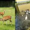 Kastil Vidi Aldiano di Jerman