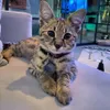 Kucing Justin Bieber