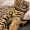 Kucing Justin Bieber