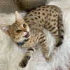 Kucing Justin Bieber
