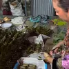 Soimah Rewang Manten Masak Tetangga Hajatan