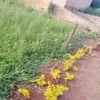 Masjid Milik Ivan Gunawan di Uganda