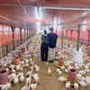 Peternakan Ayam Tyas Mirasih dan Tengku Tezi