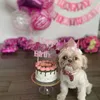Ulang Tahun Anjing Peliharaan Farah Quinn