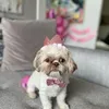 Ulang Tahun Anjing Peliharaan Farah Quinn