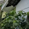 Rumah Ayu Lestari