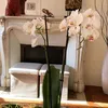 rumah seleb, rumah selebriti, rumah alyssa daguise