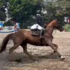 Aisha Anak Irfan Hakim ikut Lomba Berkuda
