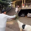 Irfan Hakim Dikado Kambing Oleh Anwar BAB