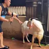 Anwar BAB mandikan kambing