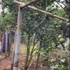 Kebun Jeruk Milik Lesti