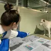 Kim Sae Ron Peduli Hewan Terlantar
