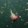 Kirana Larasati berenang bareng ubur-ubur