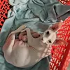 kucing Wulan Guritno lahiran