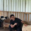 Peternakan Domba Ayudia Bing Slamet di Klaten