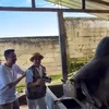 Raffi Ahmad ke peternakan sapi Irfan Hakim