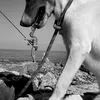 anjing, foto anjing, foto unik, foto lucu