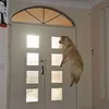 anjing, foto anjing, foto unik, foto lucu