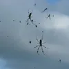 laba-laba, laba laba, fobia laba-laba, foto laba-laba