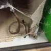 laba-laba, laba laba, fobia laba-laba, foto laba-laba