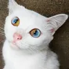 foto unik, foto aneh, foto lucu, foto keren