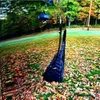 ilusi optik, foto lucu, foto yang harus dilihat 2 kali, foto unik
