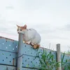 ilusi optik, foto lucu, foto yang harus dilihat 2 kali, foto unik