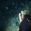 power rangers, trailer power rangers, film power rangers