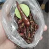 Makanan Enak Tapi Aneh