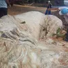makhluk aneh, makhluk unik, hewan aneh, foto aneh