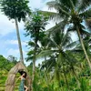 Pemotretan Indah Kalalo di Sawah